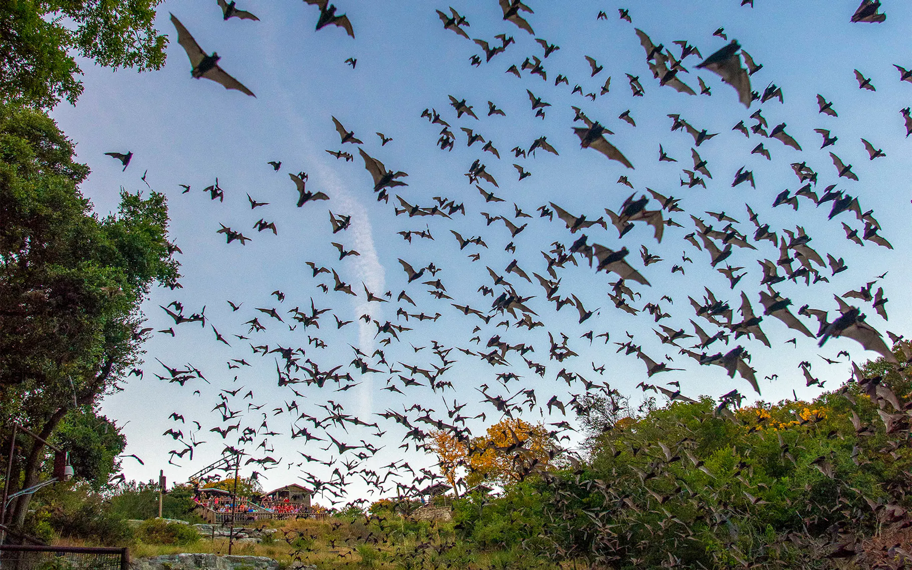 Bat flight at Old Tunnel State Park Fredericksburg TX during summer