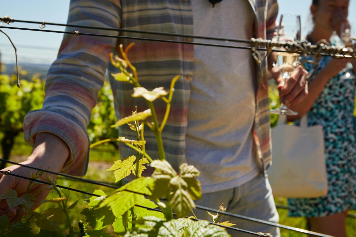 Guests enjoying a vineyard walk during Sonoma harvest events 2025 with wine in hand.